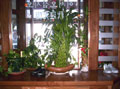 Lucky Plants picture